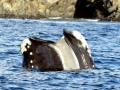 Southern Right Whale