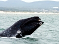 Southern Right Whale