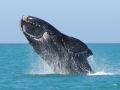 Southern Right Whale