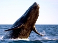 Southern Right Whale