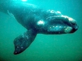 Southern Right Whale