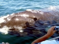 Southern Right Whale