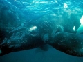 Southern Right Whale