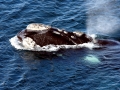 Southern Right Whale