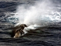 Southern Right Whale