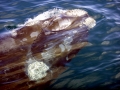 Southern Right Whale