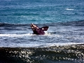 Southern Right Whale