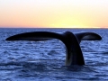 Southern Right Whale