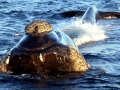 Southern Right Whale
