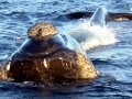 Southern Right Whale