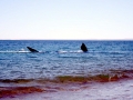 Southern Right Whale
