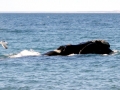 Southern Right Whale