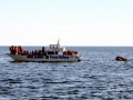 Southern Right Whale