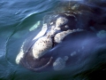 Southern Right Whale