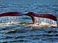 Southern Right Whale
