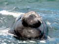 Southern Right Whale