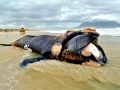 Southern Right Whale