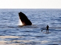 Southern Right Whale