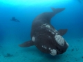 Southern Right Whale