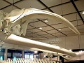 Southern Right Whale