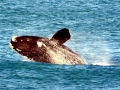 Southern Right Whale