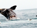 Southern Right Whale