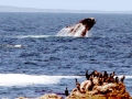 Southern Right Whale