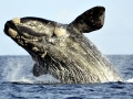 Southern Right Whale