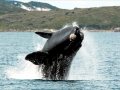 Southern Right Whale