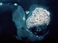 Southern Right Whale