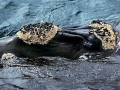 Southern Right Whale