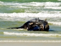 Southern Right Whale