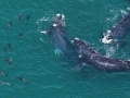 Southern Right Whale