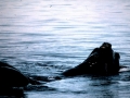 Southern Right Whale