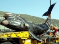 Southern Right Whale