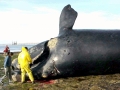 Southern Right Whale