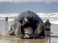 Southern Right Whale