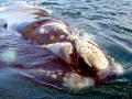Southern Right Whale