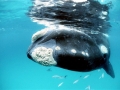 Southern Right Whale