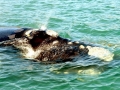 Southern Right Whale