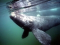 Southern Right Whale