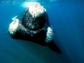 Southern Right Whale
