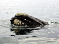 Southern Right Whale