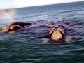 Southern Right Whale