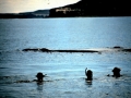 Southern Right Whale