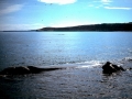 Southern Right Whale