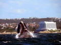 Southern Right Whale