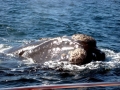 Southern Right Whale