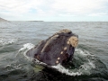 Southern Right Whale