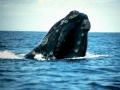 Southern Right Whale